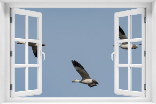 Fototapeta Naklejka Na Ścianę Okno 3D - Snow Geese in Flight