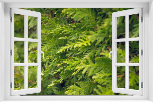 Fototapeta Naklejka Na Ścianę Okno 3D - Evergreen juniper. Bright hedge