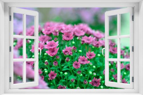 Fototapeta Naklejka Na Ścianę Okno 3D - violet chrysanthemums