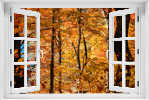 Fototapeta Naklejka Na Ścianę Okno 3D - Autumn forest in Germany