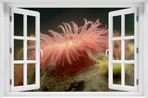 Fototapeta Naklejka Na Ścianę Okno 3D - Dutch jellyfish in an aquarium