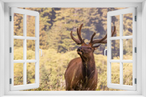 Fototapeta Naklejka Na Ścianę Okno 3D - Elk Eating