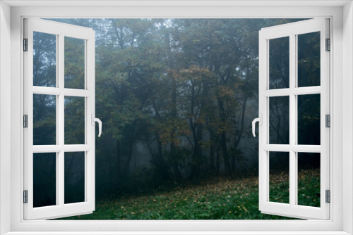 Fototapeta Naklejka Na Ścianę Okno 3D - Forest detail on a foggy day