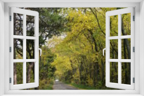 Fototapeta Naklejka Na Ścianę Okno 3D -  Autumnal alley