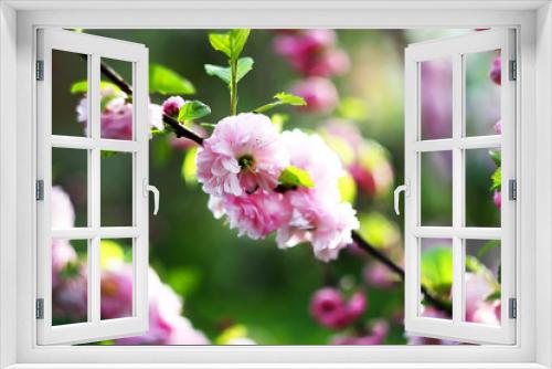 Fototapeta Naklejka Na Ścianę Okno 3D - The oriental cherry blossoms