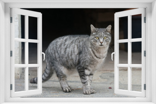 Fototapeta Naklejka Na Ścianę Okno 3D - Chat gris