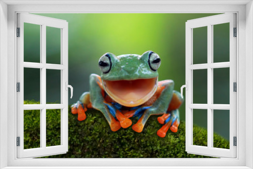 Fototapeta Naklejka Na Ścianę Okno 3D - Tree frog, flying frog laughing