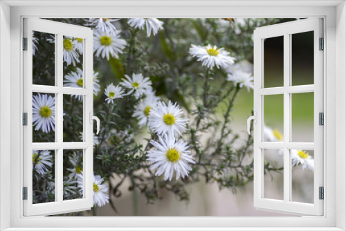 Fototapeta Naklejka Na Ścianę Okno 3D - Aster ericoides white heath aster flower in bloom
