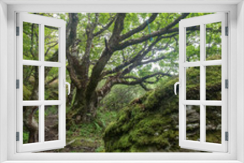 Fototapeta Naklejka Na Ścianę Okno 3D - Wild Scottish woodland