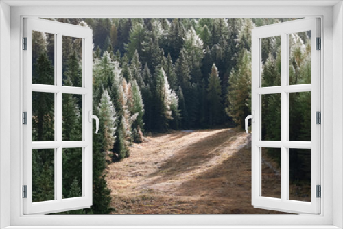 Fototapeta Naklejka Na Ścianę Okno 3D - Ein Wald im Gegenlicht fotografiert