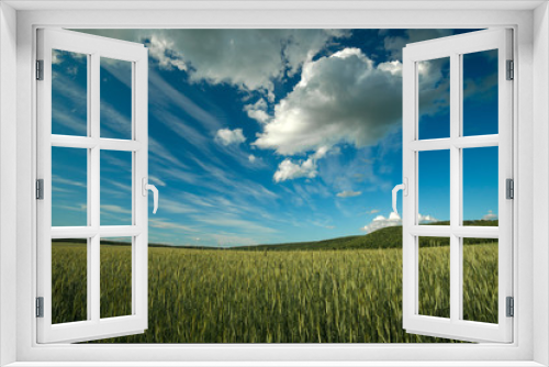 Fototapeta Naklejka Na Ścianę Okno 3D - Green rye field