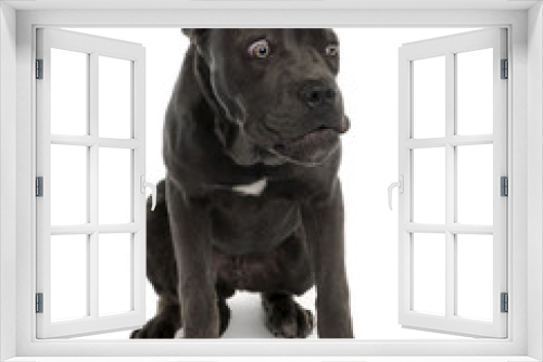 Fototapeta Naklejka Na Ścianę Okno 3D - Portrait of black mixed bastard dog with sad face