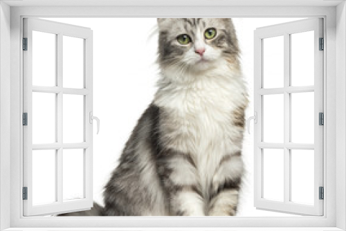 Fototapeta Naklejka Na Ścianę Okno 3D - Front view of an American Curl sitting, looking at the camera, isolated on white
