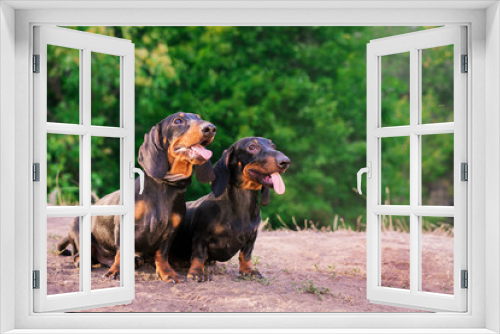 Fototapeta Naklejka Na Ścianę Okno 3D - two dog breeds dachshund, black and tan, stand their tongue out (smiling) against background of green trees in the park in summer