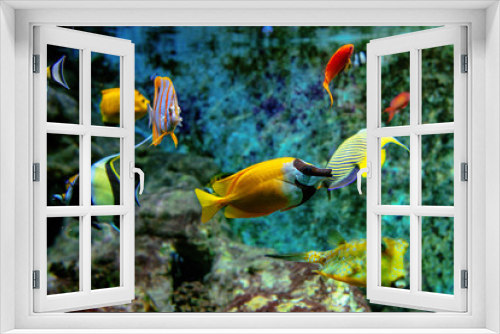 Fototapeta Naklejka Na Ścianę Okno 3D - Colorful tropical fishes and coralls underwater in the aquarium