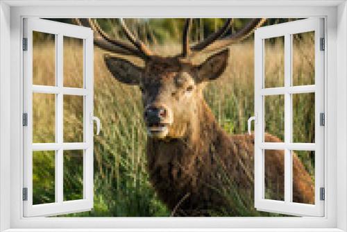 Fototapeta Naklejka Na Ścianę Okno 3D - Bushy Park Deer.