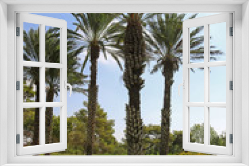 Fototapeta Naklejka Na Ścianę Okno 3D - Palms in park Ramat Hanadiv, Memorial Gardens of Baron Edmond de Rothschild, Zichron Yaakov, Israel