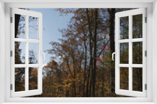 Fototapeta Naklejka Na Ścianę Okno 3D - View Through Trees