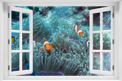 Fototapeta Naklejka Na Ścianę Okno 3D - Anemones (Clown)  fish hiding in coral reef for prevent dangerous from  people.Nature of underwater.