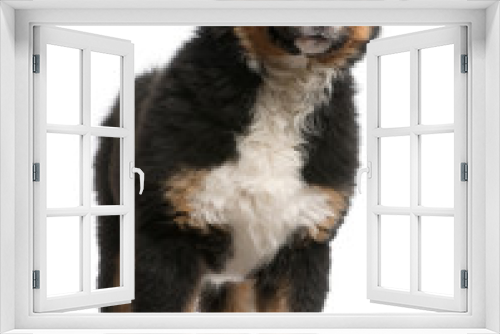 Fototapeta Naklejka Na Ścianę Okno 3D - Bernese Mountain Dog puppy (5 months old)