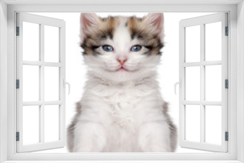 Fototapeta Naklejka Na Ścianę Okno 3D - kitten (1 month old)