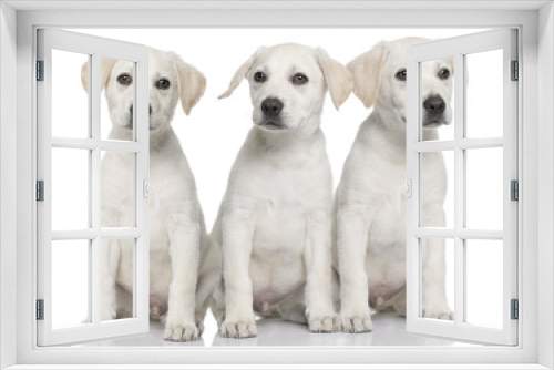 Fototapeta Naklejka Na Ścianę Okno 3D - Three cream Labrador retriever puppies