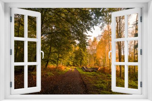 Fototapeta Naklejka Na Ścianę Okno 3D - Forstweg im Spätsommer mit gelagerten Baumstämmen