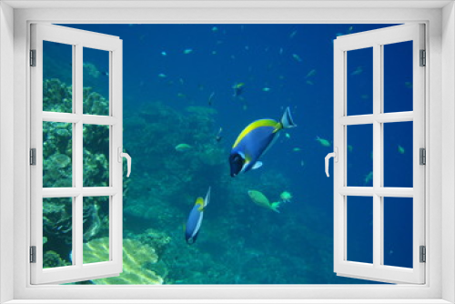 Fototapeta Naklejka Na Ścianę Okno 3D - Weißkehldoktorfische am Riff