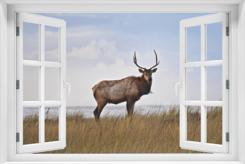 Fototapeta Naklejka Na Ścianę Okno 3D - Male Elk in meadow/Male Elk standing in meadow grass at sunset near ocean