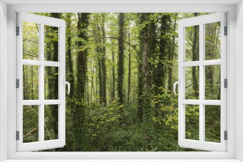 Fototapeta Naklejka Na Ścianę Okno 3D - Fall foliage scenery