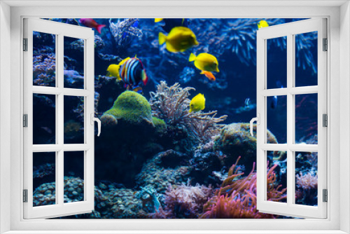 Fototapeta Naklejka Na Ścianę Okno 3D - Underwater scene. Coral reef, colorful fish groups