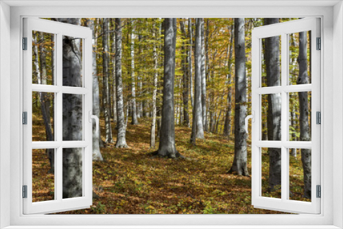 Fototapeta Naklejka Na Ścianę Okno 3D - Sunny autumn day in a beech forest