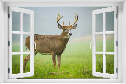 Fototapeta Naklejka Na Ścianę Okno 3D - Stag Deer