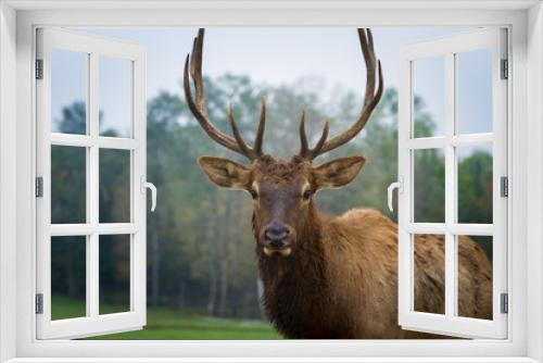 Fototapeta Naklejka Na Ścianę Okno 3D - Stag Deer