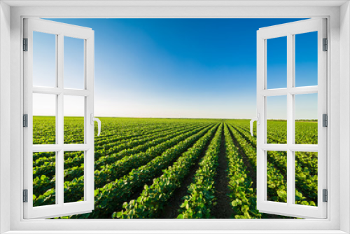 Fototapeta Naklejka Na Ścianę Okno 3D - Green ripening soybean field, agricultural landscape