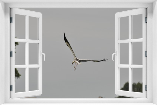 Fototapeta Naklejka Na Ścianę Okno 3D - Bocian