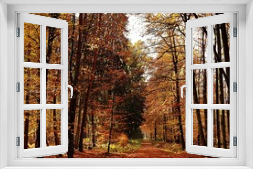 Fototapeta Naklejka Na Ścianę Okno 3D - Herbsttag im Wald