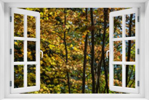 Fototapeta Naklejka Na Ścianę Okno 3D - Forest Trail