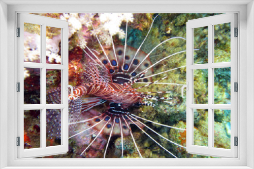 Fototapeta Naklejka Na Ścianę Okno 3D - Antennen-Feuerfisch (Pterois antennata),Antennenfeuerfisch