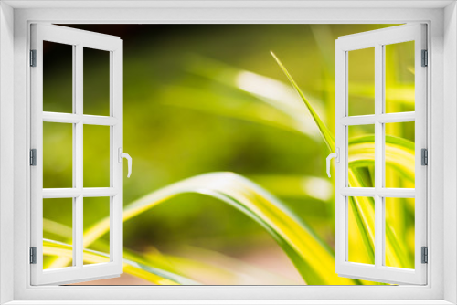 Fototapeta Naklejka Na Ścianę Okno 3D - bush closeup select focus feeling warm tone