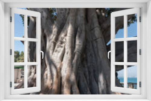 Fototapeta Naklejka Na Ścianę Okno 3D - Giant Ficus Macrophylla