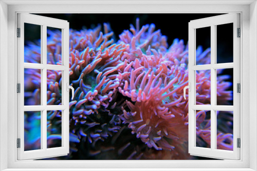 Fototapeta Naklejka Na Ścianę Okno 3D - Duncal lps coral in reef tank