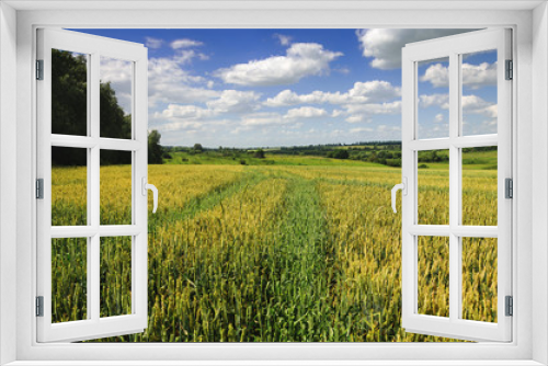 Fototapeta Naklejka Na Ścianę Okno 3D - Wheat field.Summer scene.