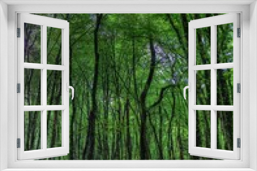 Fototapeta Naklejka Na Ścianę Okno 3D - Forêt de la Rousse, Simandre-sur-Suran, Ain, France