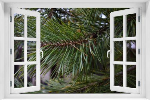 Fototapeta Naklejka Na Ścianę Okno 3D - Pine backdrop