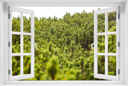 Fototapeta Naklejka Na Ścianę Okno 3D - Green mountine pine shrubs in Karkonosze Mountines