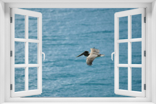 Fototapeta Naklejka Na Ścianę Okno 3D - oiseau