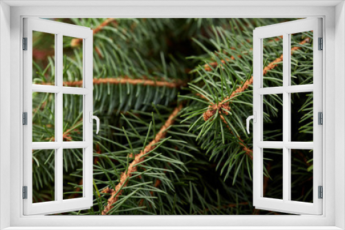 Fototapeta Naklejka Na Ścianę Okno 3D - Christmas fir tree on a wooden board. Green spruce branches as a textured background. Green spruce, white spruce, blue spruce.
