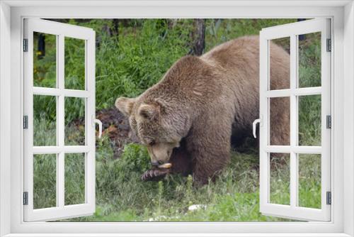 Fototapeta Naklejka Na Ścianę Okno 3D - Brown bear eats bread in forest 2