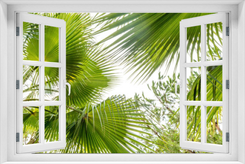 Fototapeta Naklejka Na Ścianę Okno 3D - Palm leaf close up